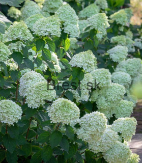 Hydrangea paniculata 'Limelight' na kmeni